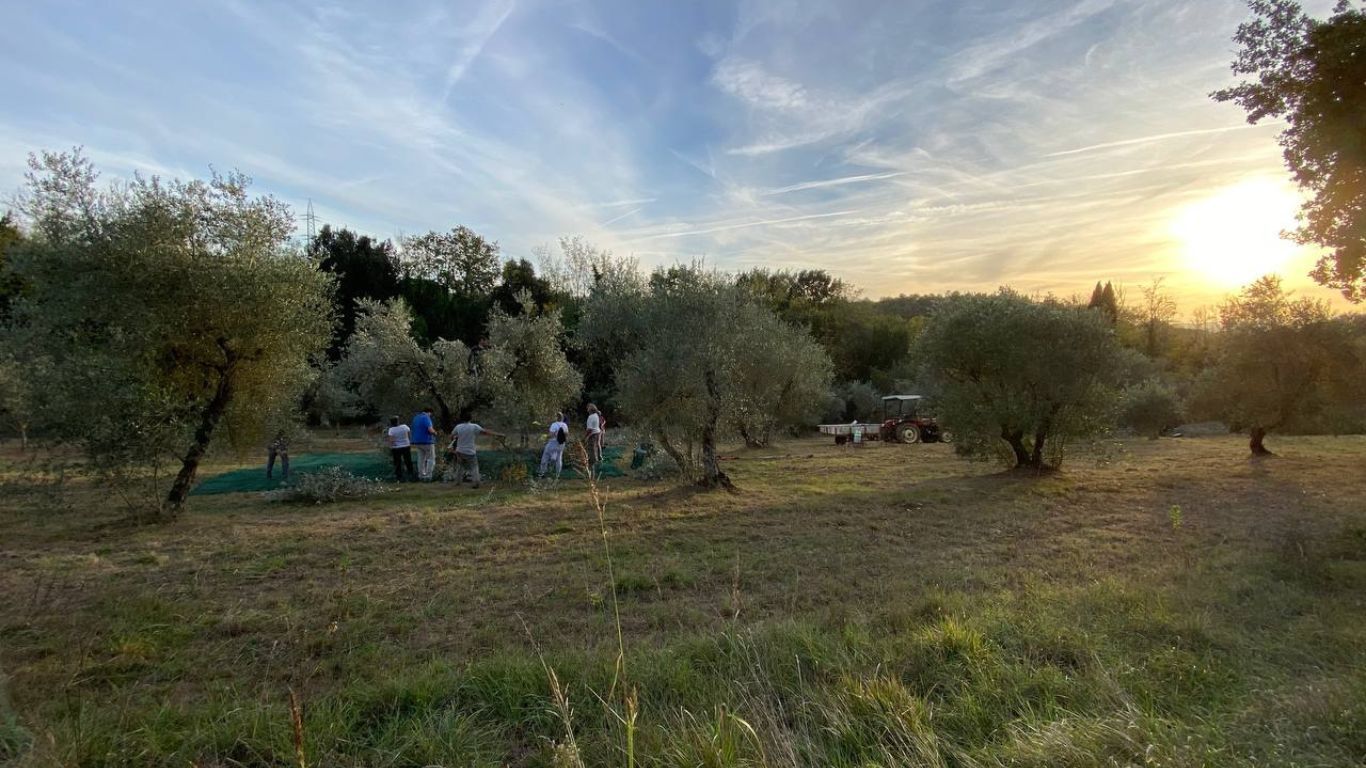 In armonia tra Terra e Cielo, fra gli ulivi di Govardhan Italia