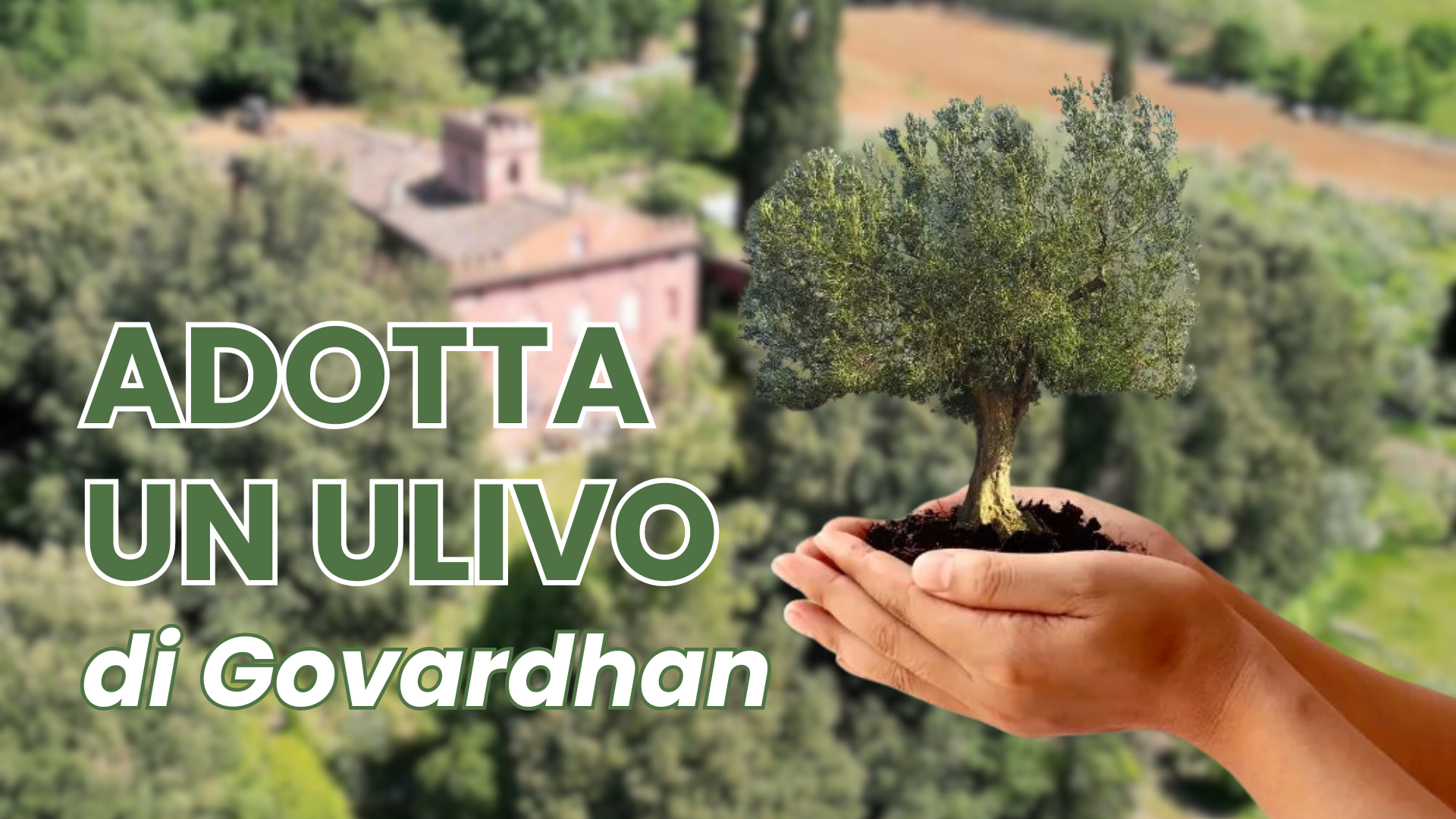 Adotta un ulivo a Govardhan